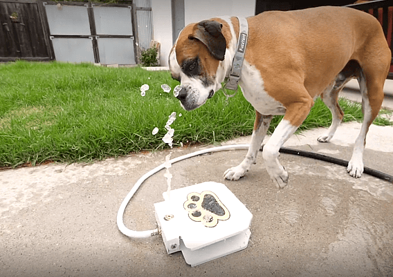 Flip playing with water fountain