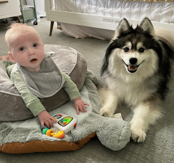 A full grown pomsky