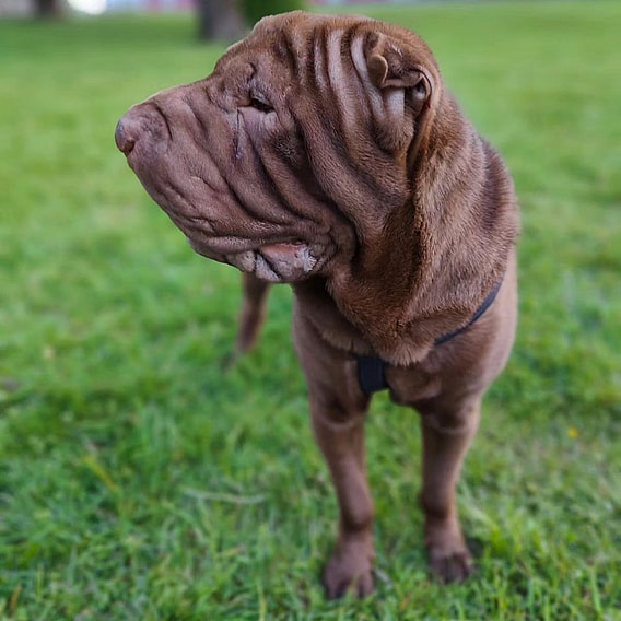Shar Pei Coat Colors