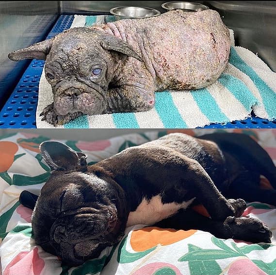Nugget before & after recovery from mange