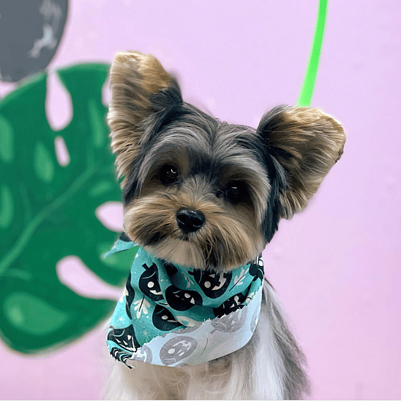 Yorkie Teddy Bear Haircut