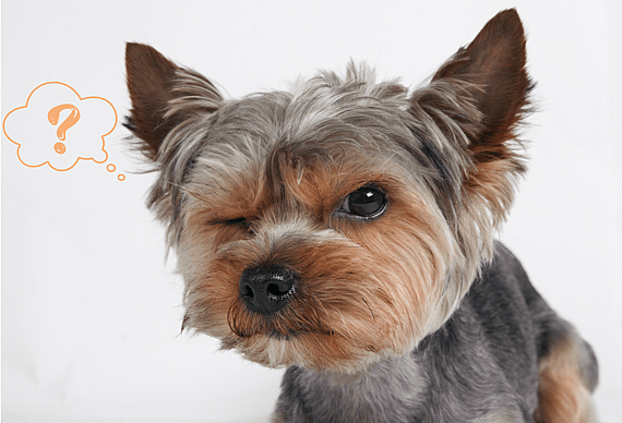 a yorkie