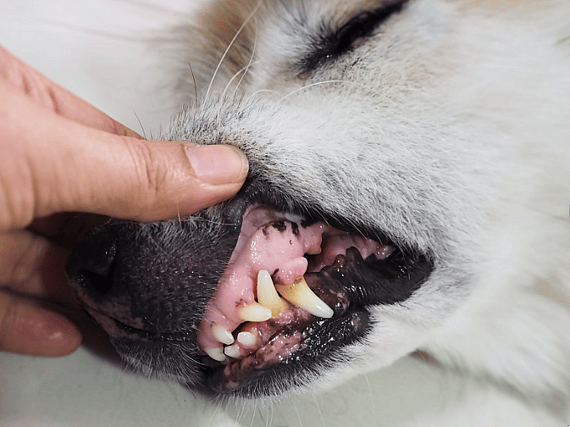 A dog with gum disease