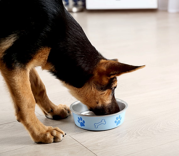 Raw Food for German Shepherds