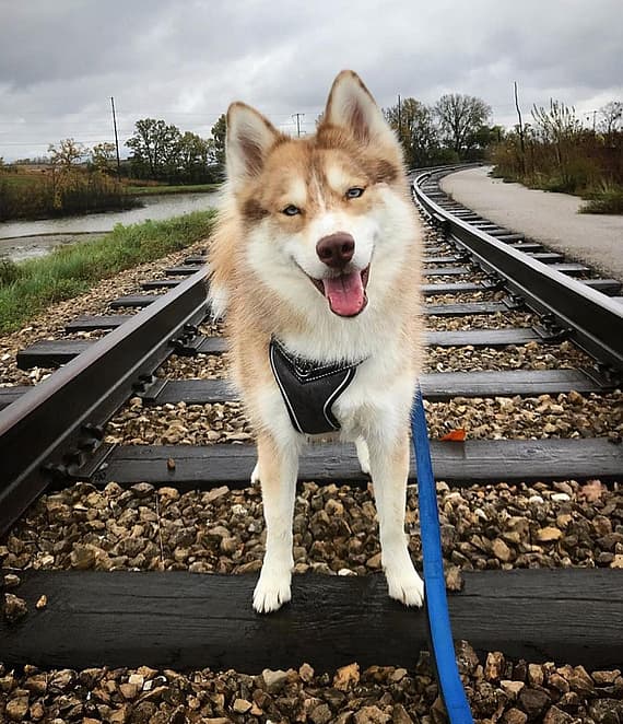 A full grown pomsky