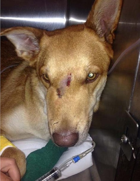 Rick who saved his human life from rattlesnake bite dog. Dog bitten by rattlesnake