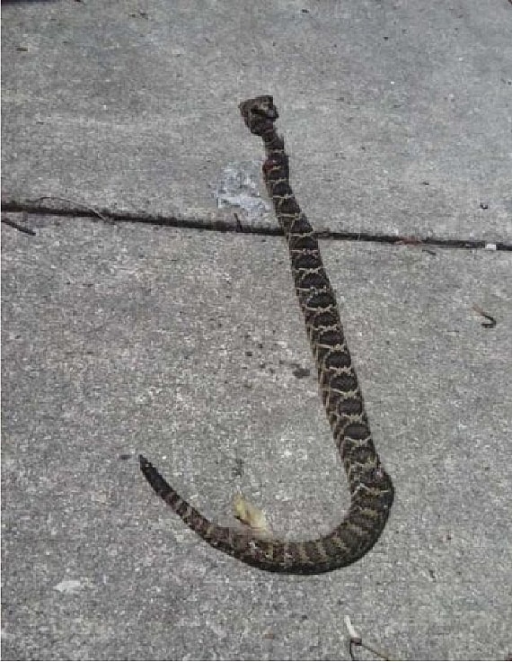 Rattlesnake bite dog