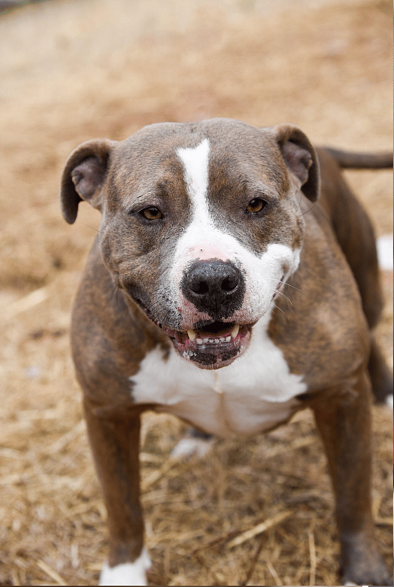 Dog up for adoption: Mama Coco Abandoned in Vacant Home With Her Pup; Now Stuck in Shelter for 5 Months Waiting for Love