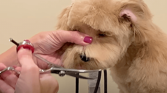 Teddy Bear Goldendoodle Haircut