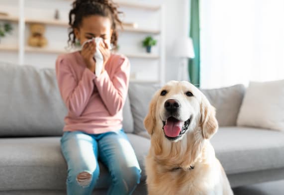 Are Labrador Retrievers Hypoallergenic?