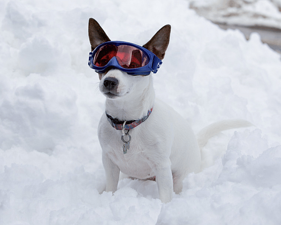a dog with goggles