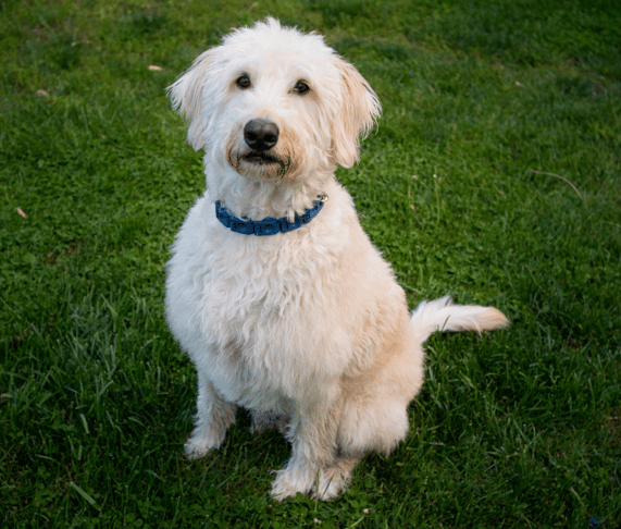 a labradoodle