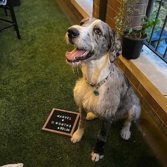 a Great Danoodle Dog