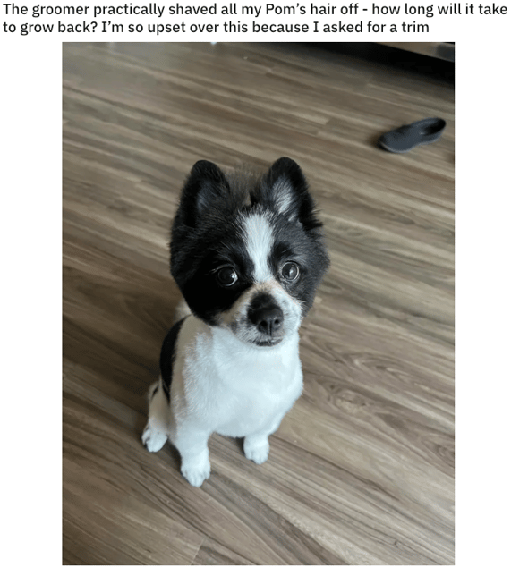 Pomeranian Shaving