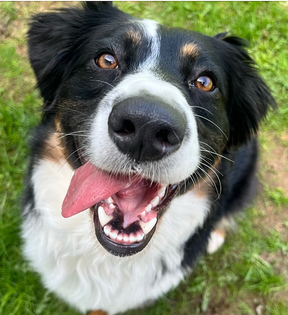 ’Everything I Did, I Did for Her’: A Dog Owner’s Emotional Account of Behavioral Euthanasia