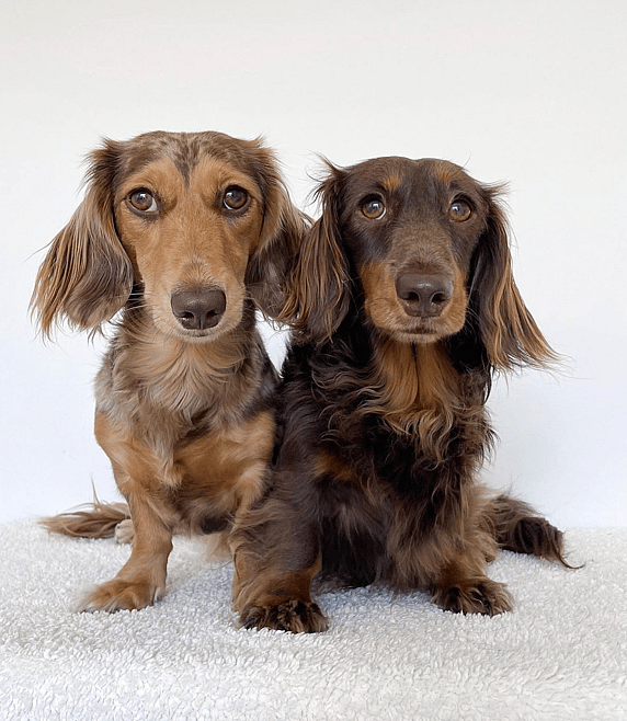 chester and delilah - the Dachshunds
