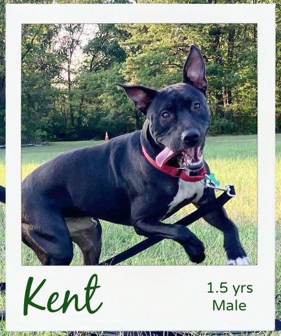 Kent