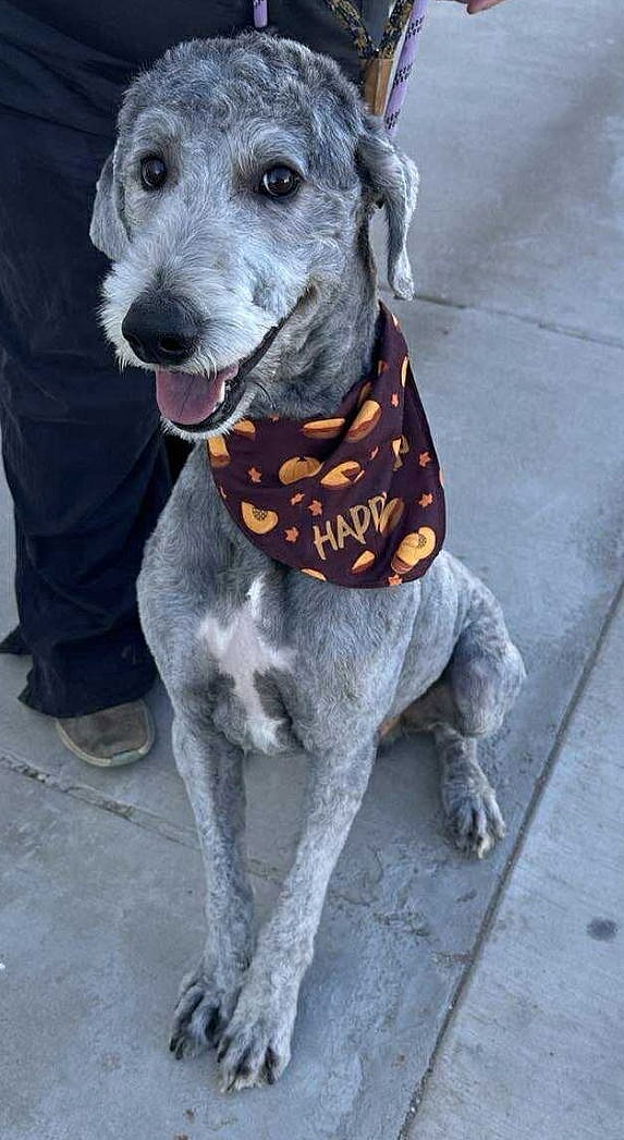 SPONSOR OR FOSTER ME - Bear - Poodle (Standard)