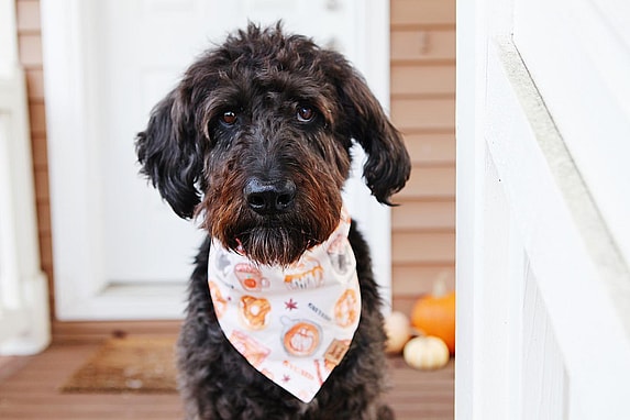 Teddy - The Shepadoodle!