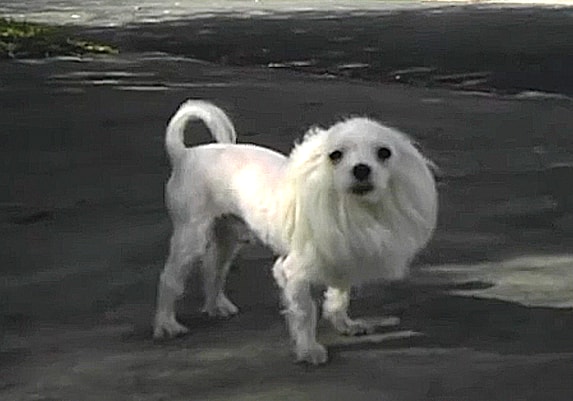 Maltese Haircuts - Lion cut