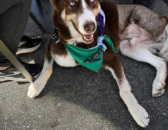 Blaze - Siberian Husky