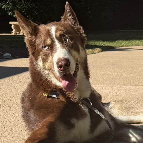 Blaze - Siberian Husky