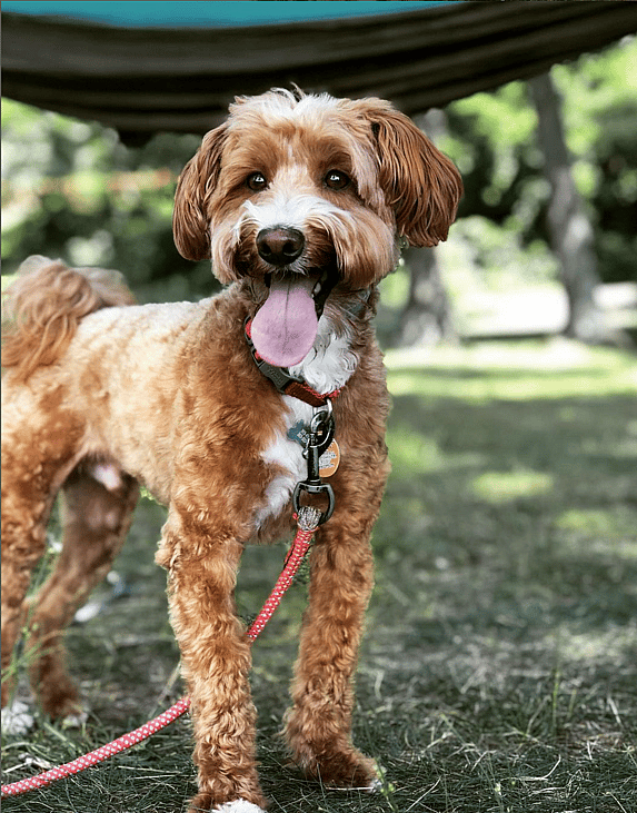 Fordo - a westiepoo