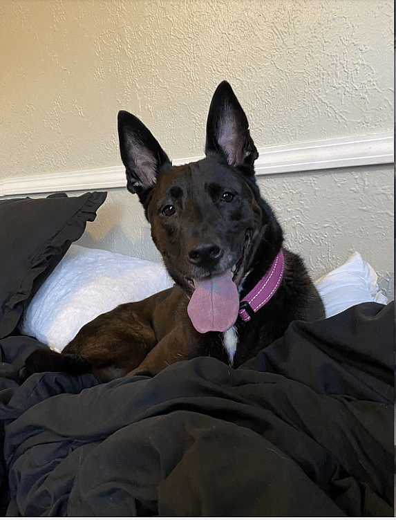 Cindy Lou (aka Gabbana)