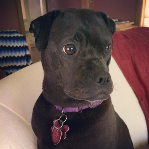 Ori Pei dog
