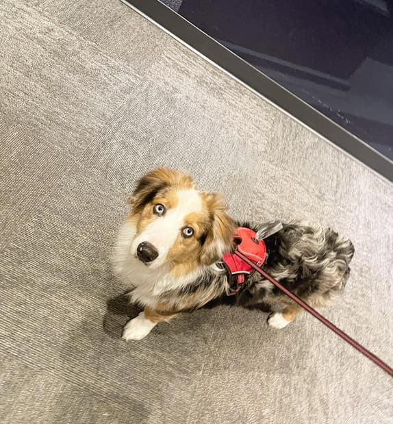 Rosco Auggie Dog