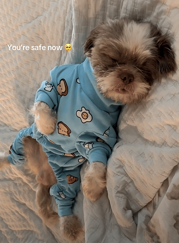 Left In The Park With Nothing, This Little Dog Was Heartbroken—Then Love Found Her