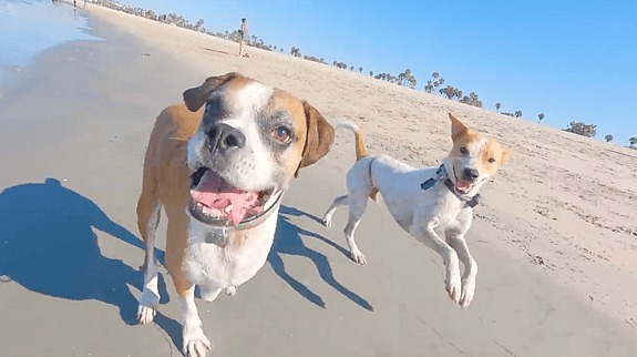homeless dogs reaction to seeing the ocean for the firs time