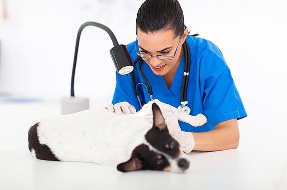 Dog's skin tag treatment