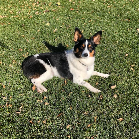 Winnie the Auggie Dog