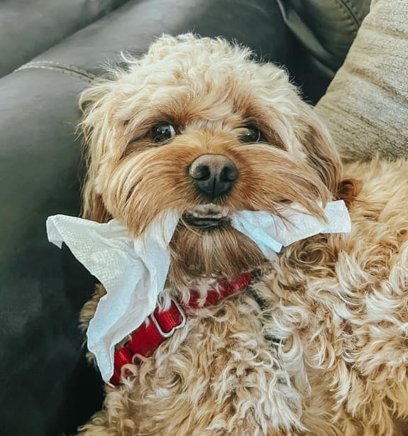 Mini Cavapoo