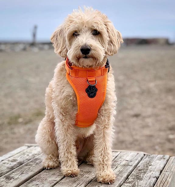 Max the Westiepoo
