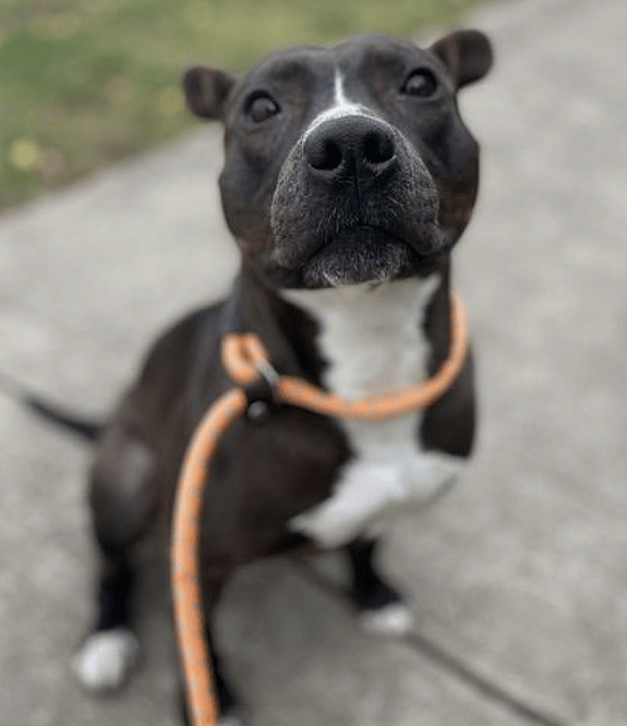 Hearts Shattered As Shelter’s Longest Resident Is Abandoned After Adoption, Owner No Longer Wants Him