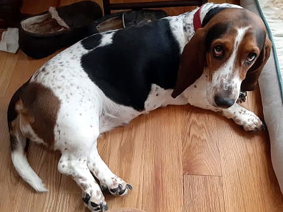 ALICE - ADOPTION PENDING!