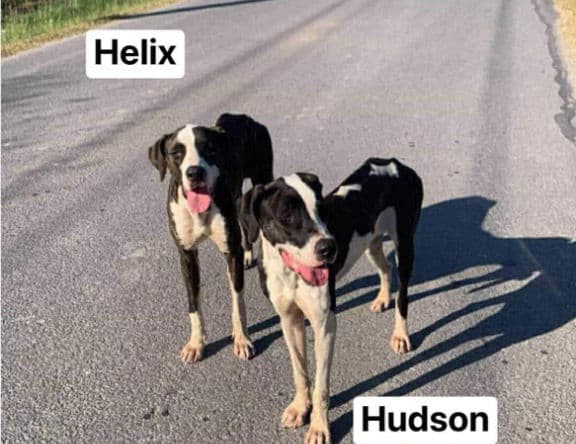 Hudson