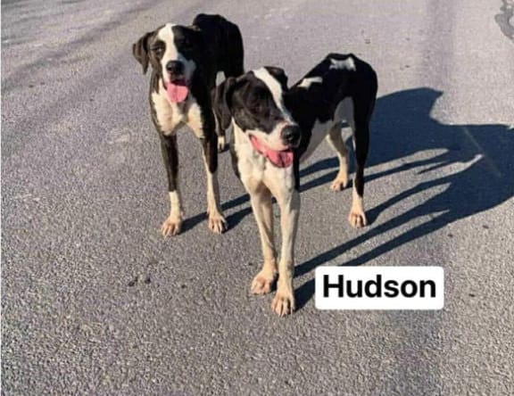 Hudson