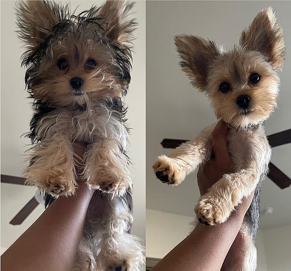 Yorkie Teddy Bear Haircut