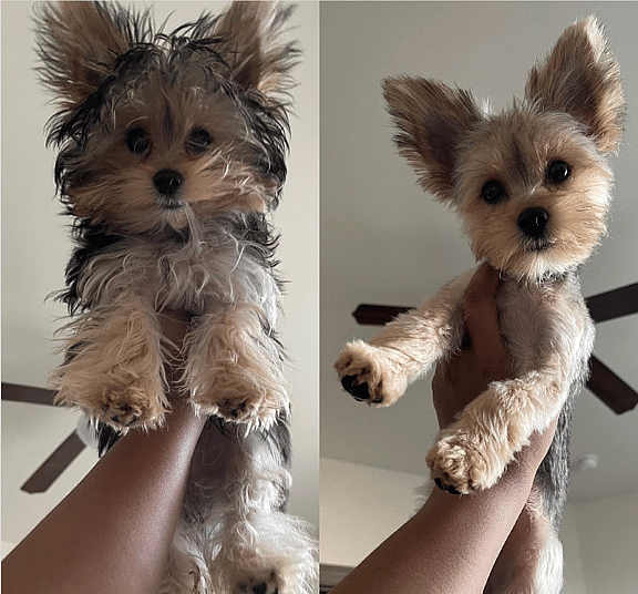 Yorkie Teddy Bear Haircut