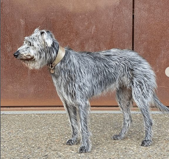 Lurcher Dogs