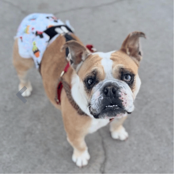 Opal, Puppy Mill Bulldog