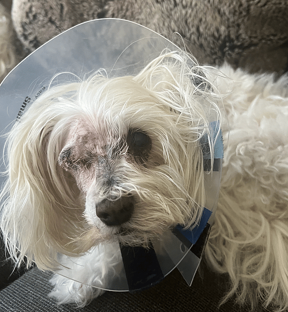 Luxated Lens in Dogs