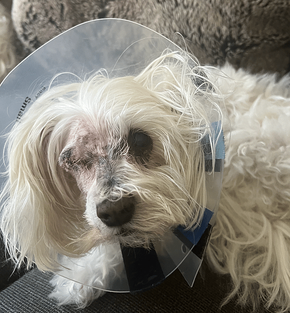 Luxated Lens in Dogs