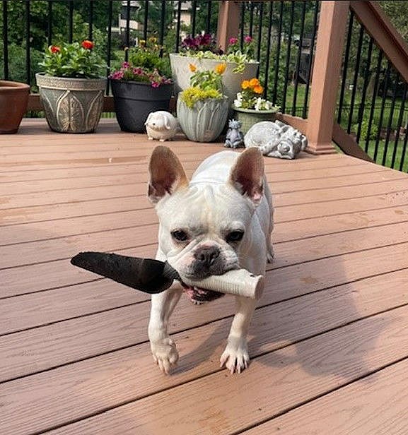 Martha - French Bulldog