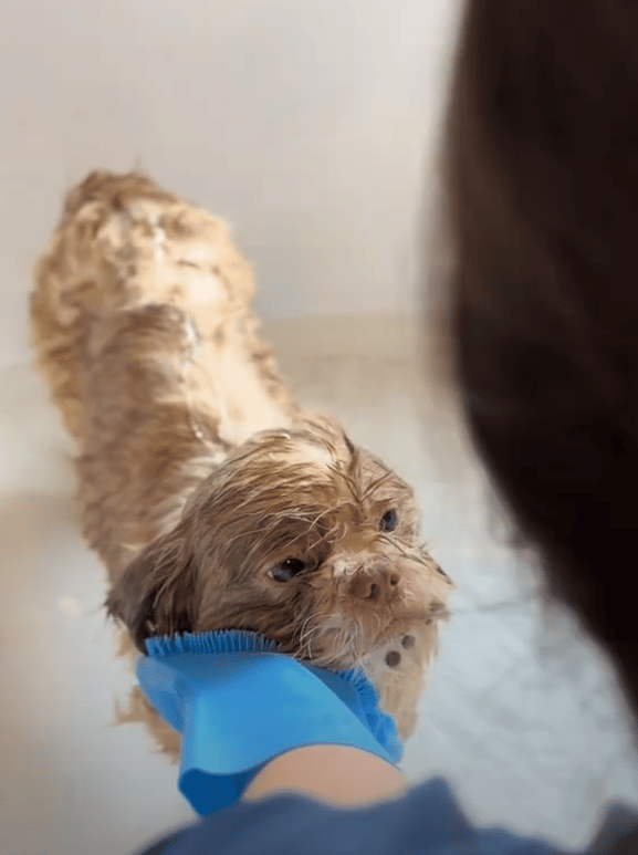 Left In The Park With Nothing, This Little Dog Was Heartbroken—Then Love Found Her