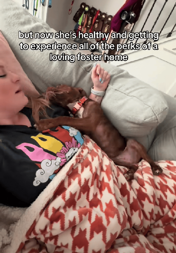 Foster Pup Gets Couch Snuggles for First Time in her Life—And It’s Adorable