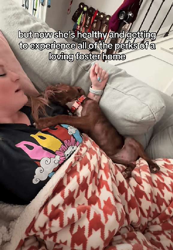 Foster Pup Gets Couch Snuggles for First Time in her Life—And It’s Adorable